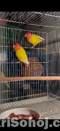 love bird